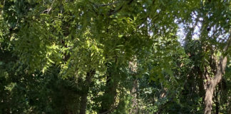 Girl’s Cross Country Team Starts off Strong